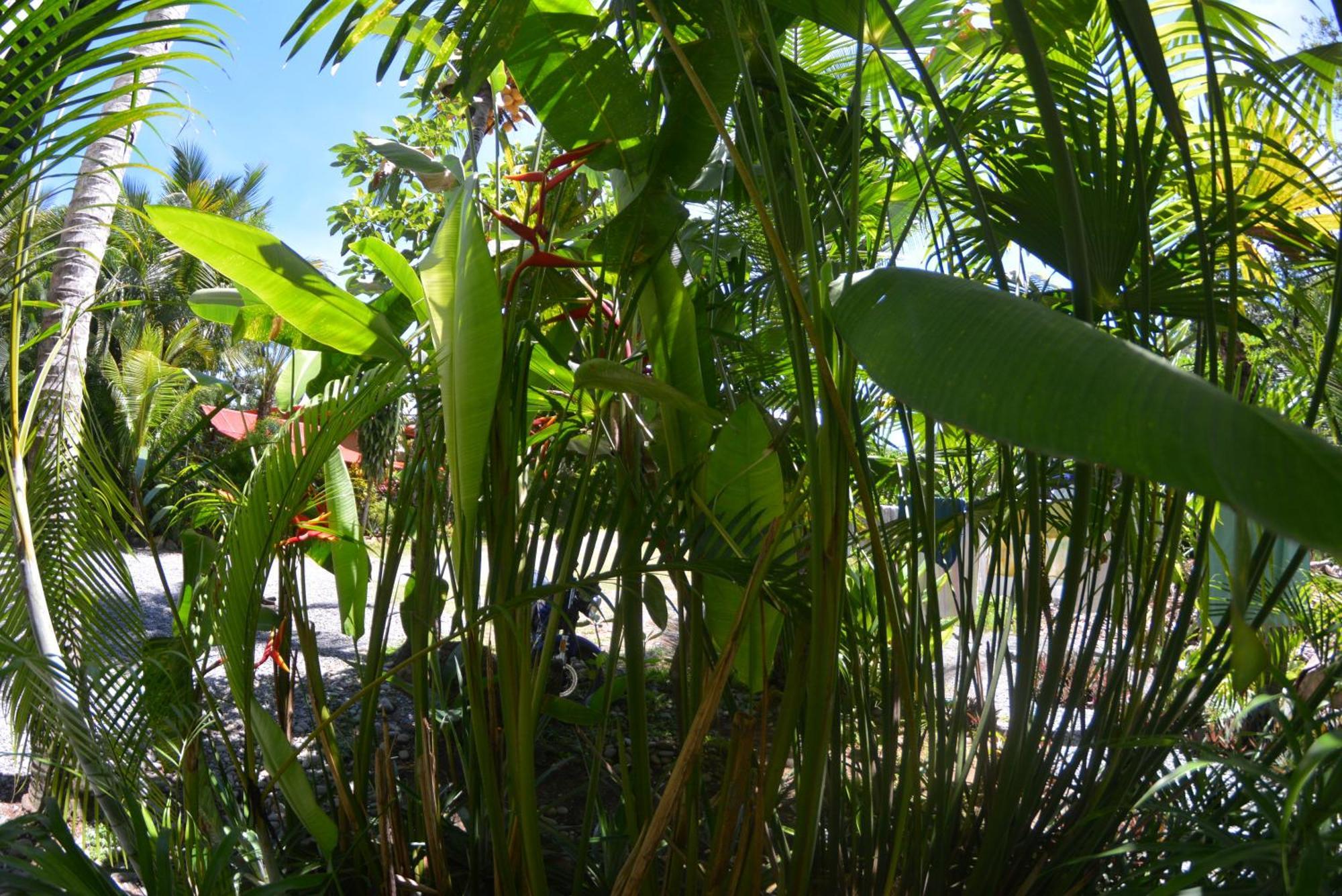 Hotel Swell Pavones Pavones  Luaran gambar